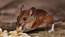 24 Hour & Emergency Exterminators in New Russia, NY